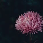 A detailed shot of a pink chrysanthemum flower in bloom, set against a dark background.