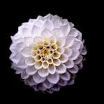 Close-up of a blooming white dahlia flower with delicate petals against a dark background.