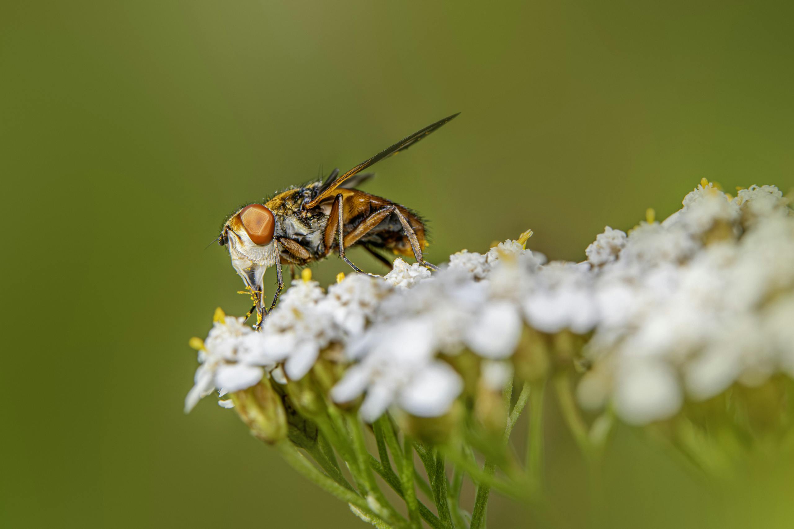 Free stock photo of bee, close-up, entomology