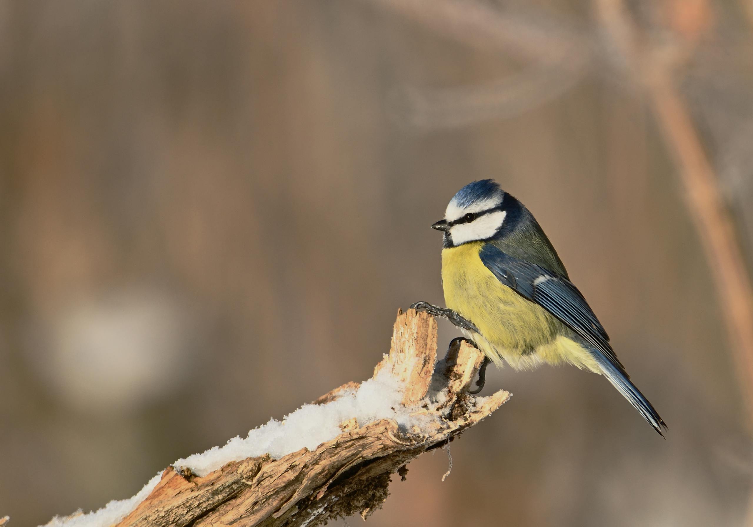 A blue tit perched on a snowy branch during winter, showcasing its vibrant colors.